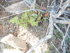 Tulista pumila