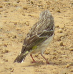 Crithagra citrinipectus