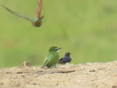 Merops persicus persicus