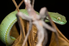 Kramer's Pit Viper photo 2