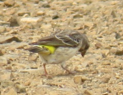 Crithagra citrinipectus