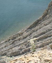 Seseli ponticum