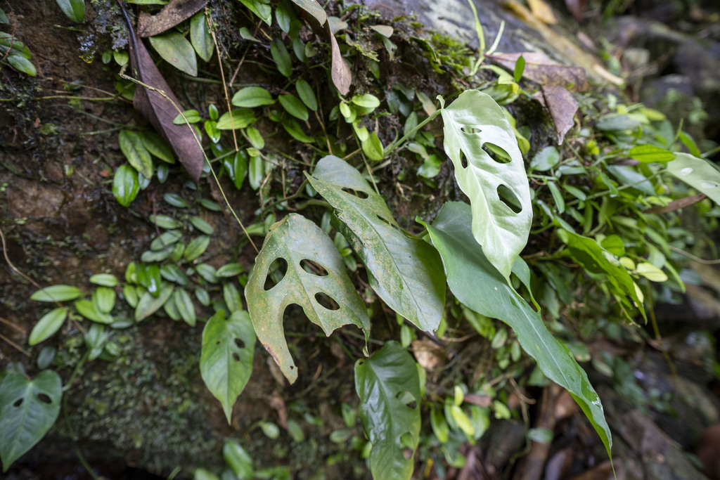 Amydrium hainanense (Amydrium hainanense)