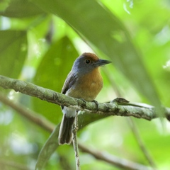 Rufous-Capped Nunlet photo 4