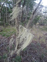 Usnea barbata