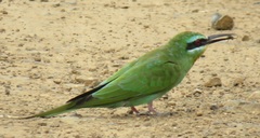 Merops persicus persicus