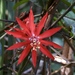 Passiflora involucrata - Photo 由 shrike2 所上傳的 (c) shrike2，保留部份權利CC BY-NC-SA