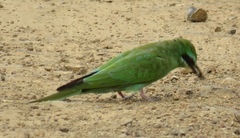 Merops persicus persicus