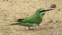 Merops persicus persicus