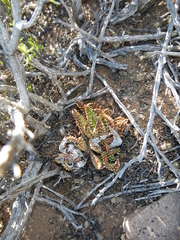 Tulista pumila