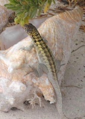 Leiocephalus psammodromus