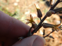 Tulista pumila