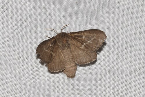Psilogaster loti