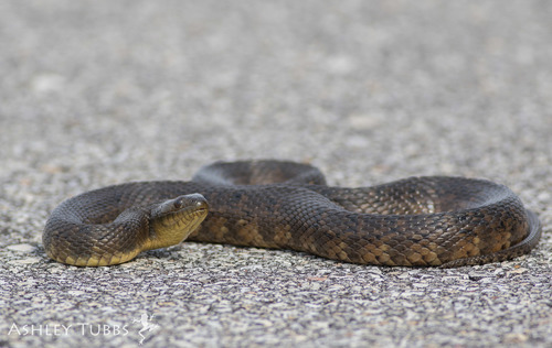 Mississippi Green Watersnake