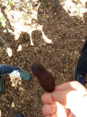 Libidibia sclerocarpa