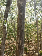 Libidibia sclerocarpa