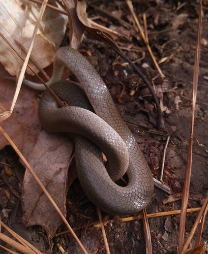 Smooth Earth Snake