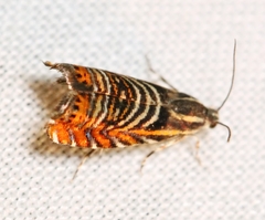 Thaumatographa jonesi