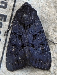 Apamea impulsa
