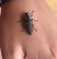 Buprestinae