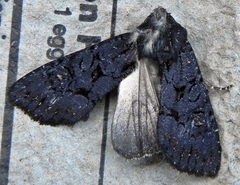 Apamea impulsa