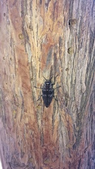 Buprestinae