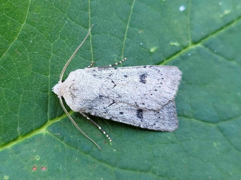 Old Man Dart from Chauvin, AB T0B 0V0, Canada on 12 August, 2023 at 08