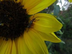 Chauliognathus scriptus