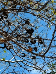 Microlobius foetidus