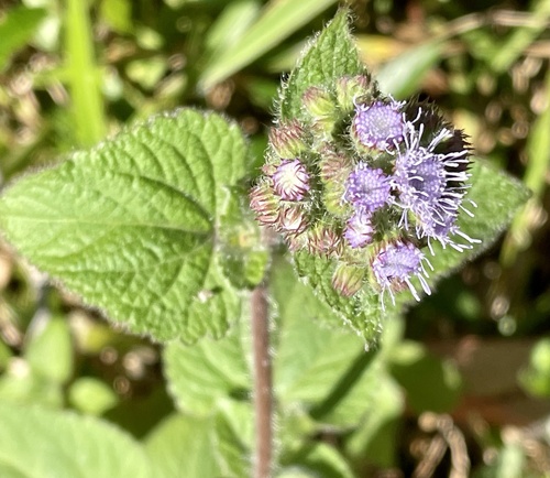 Ageratum houstonianum image