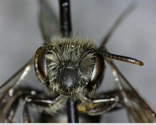 iNaturalist observation photo of Mining Bees
