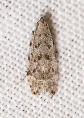 Anacampsis