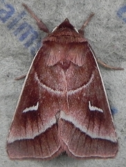 Fagitana littera