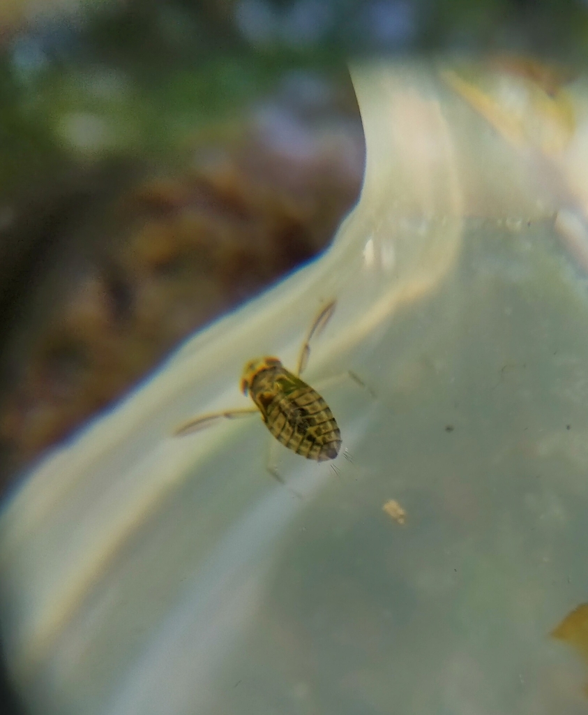 Water Boatmen from Skelmersdale WN8 6XR, UK on August 12, 2023 at 06:06 ...