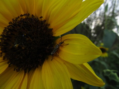 Chauliognathus scriptus