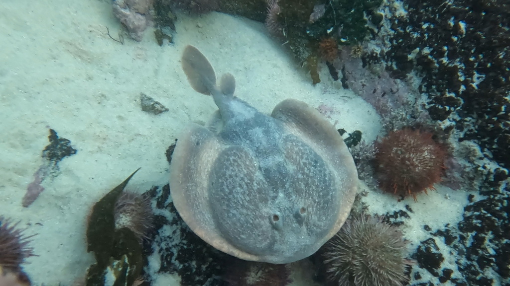 Cape Numbfish