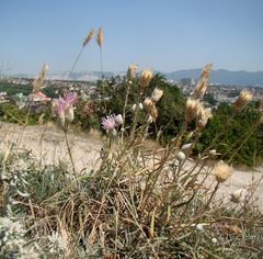 Jurinea stoechadifolia
