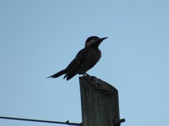 Colaptes melanochloros