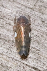 Xestocephalus