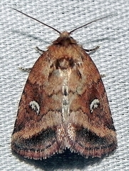 Photedes includens