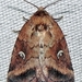Photedes includens - Photo (c) btk，保留部份權利CC BY-ND