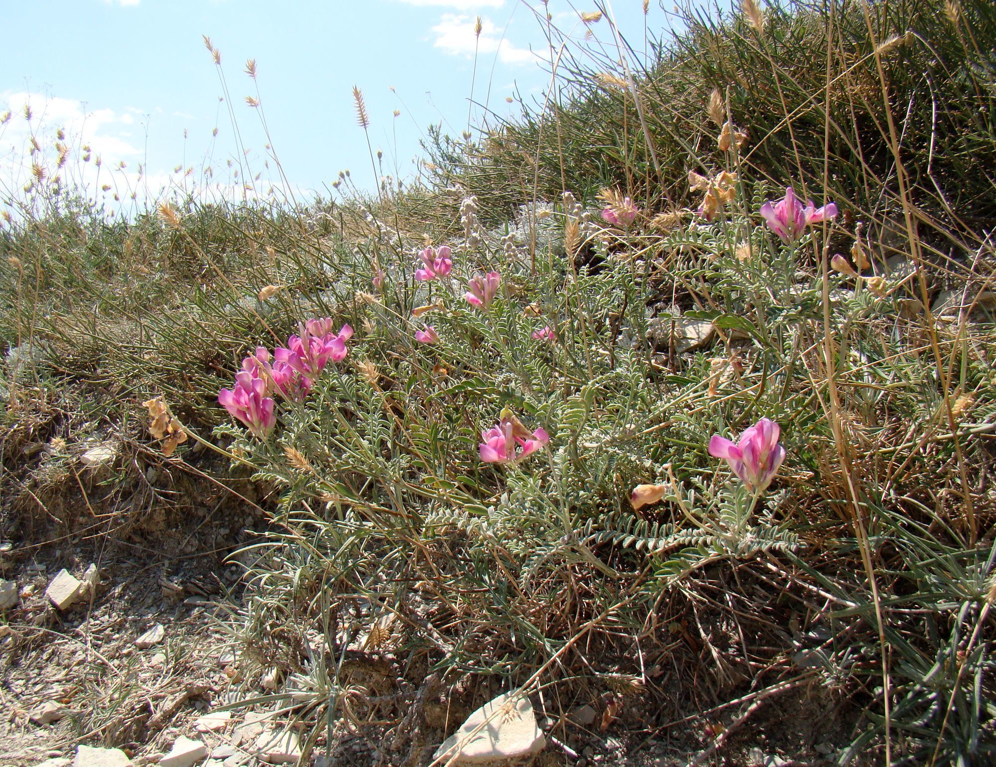 Hedysarum tauricum