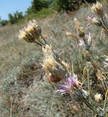 Jurinea stoechadifolia