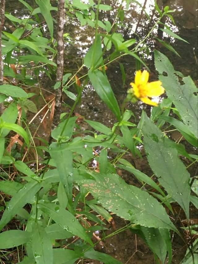 Alabama Warbonnet from Calhoun County, AL, USA on August 8, 2023 at 12: ...