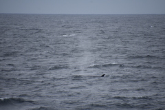 Balaenoptera borealis