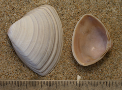 Crassula aequilatera