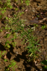 Erigeron canadensis