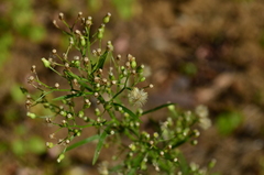 Erigeron canadensis
