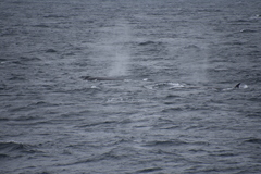 Balaenoptera borealis