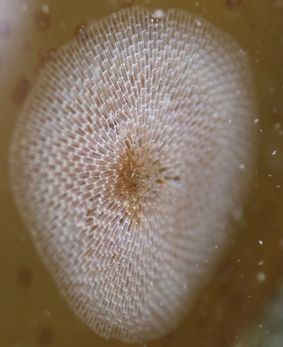 Membranipora villosa